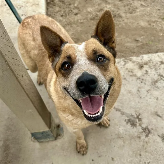 An adult large-sized female Australian Cattle Dog / Blue Heeler dog named Tasha for adoption in Modesto, CA