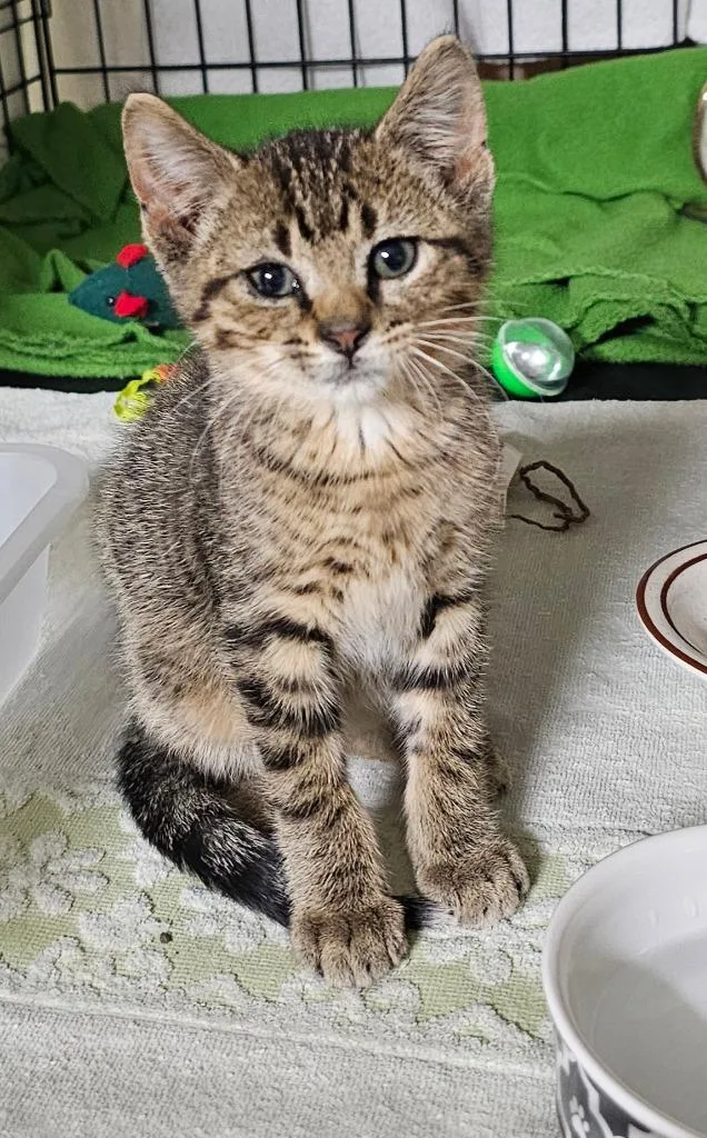 A baby medium-sized male Tabby (Brown / Chocolate) Domestic Short Hair cat named Samir for adoption in Tomah, WI