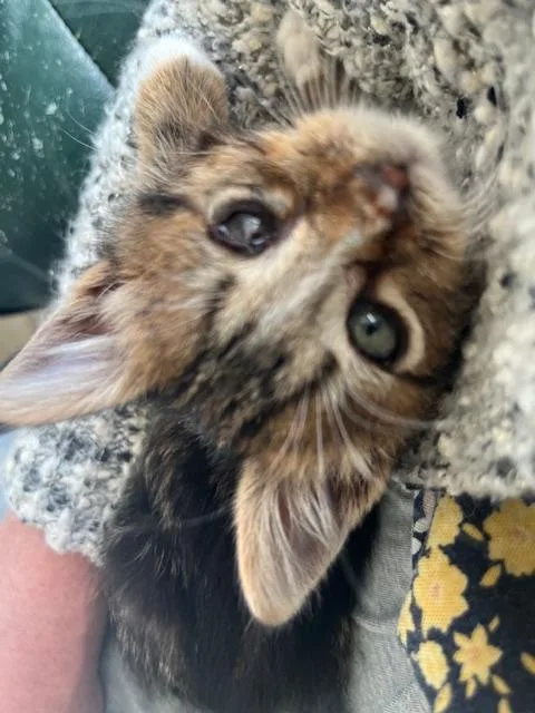 Little Hawkeye