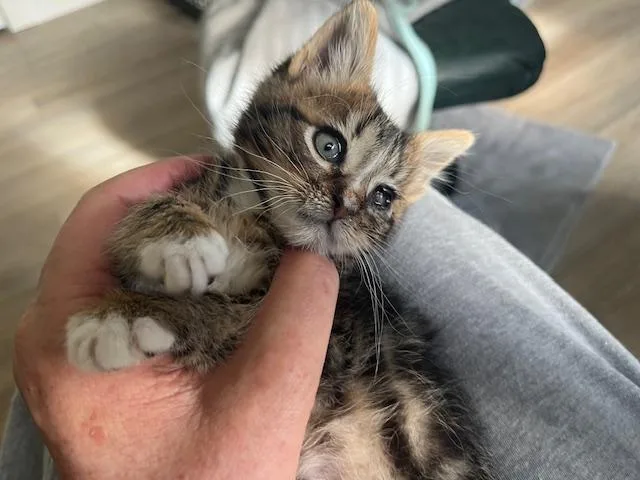 Little Hawkeye thumbnail 2