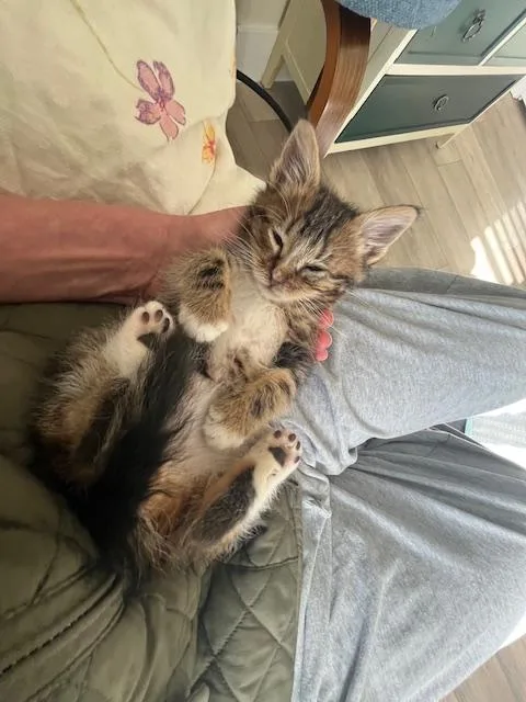 Little Hawkeye thumbnail 3