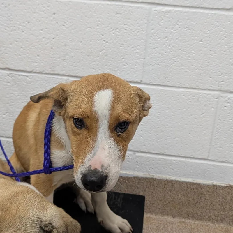 A baby small-sized male White / Cream Mixed Breed dog named Marco for adoption in Ardmore, OK