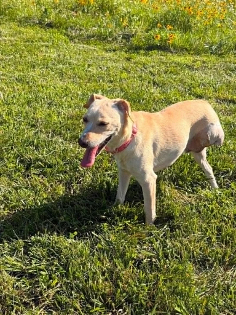 An adult small-sized female Yellow / Tan / Blond / Fawn Terrier dog named Marigold for adoption in Lincoln, NE