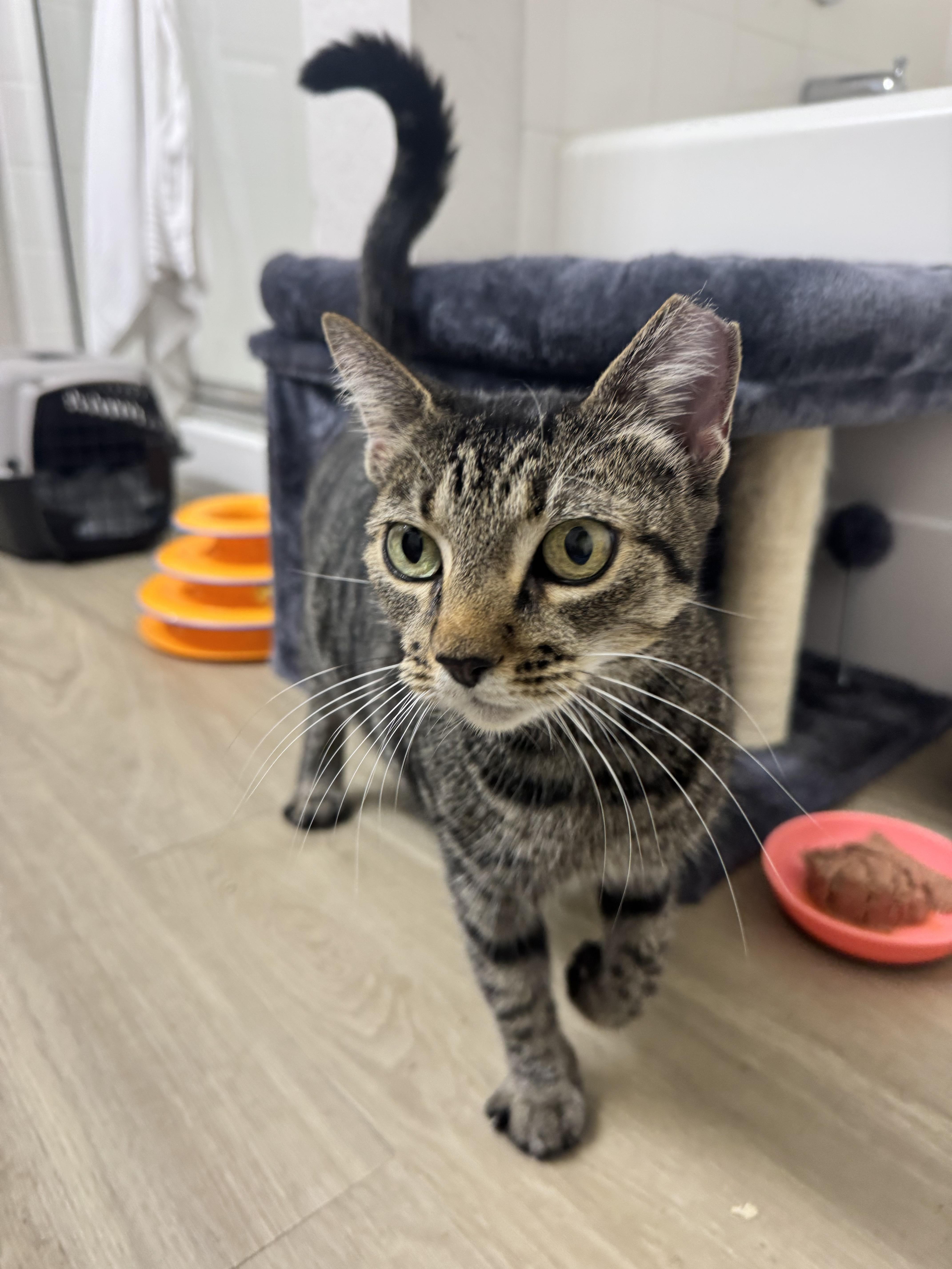 A senior medium-sized female Domestic Short Hair cat named Grace for adoption in Delray Beach, FL