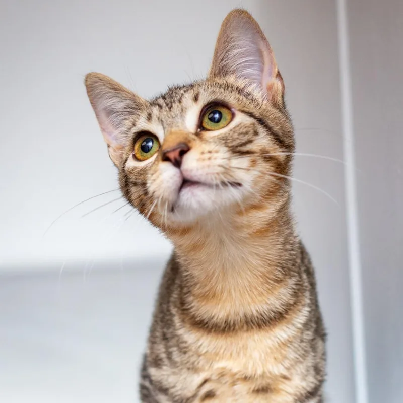 A baby small-sized male Brown / Chocolate Domestic Short Hair cat named Waffles for adoption in Hattiesburg, MS