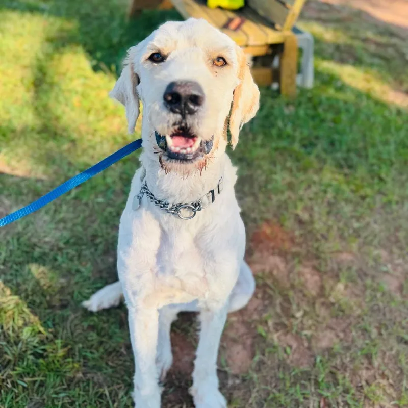 An adult extra large-sized male White / Cream Great Pyrenees dog named Hank for adoption in Peachtree City, GA