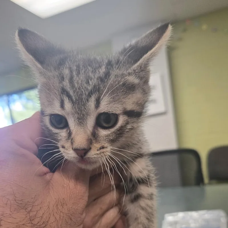 A baby small-sized male Brown / Chocolate Domestic Short Hair cat named Mack for adoption in San Jacinto, CA