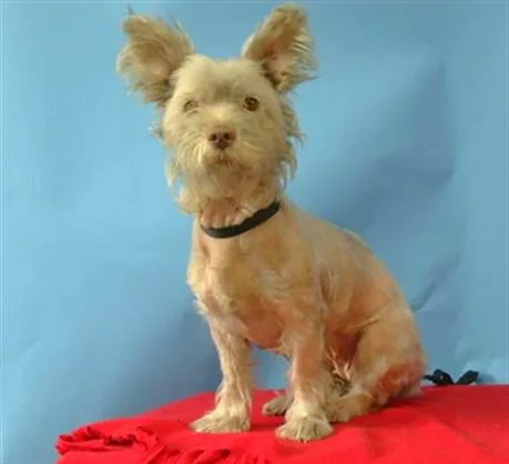 A young small-sized female Maltese dog named Nova for adoption in Gardena, CA