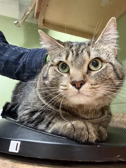 An adult small-sized female Domestic Short Hair cat named Lucy for adoption in Indianapolis, IN