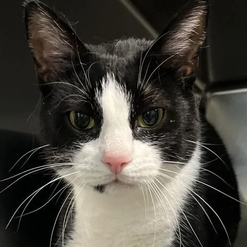 An adult large-sized male Black Domestic Short Hair cat named Ice for adoption in Baltimore, MD