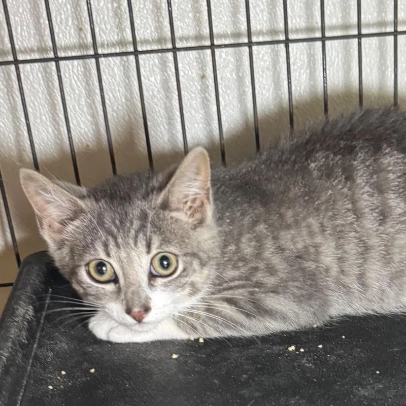 A baby medium-sized male Domestic Short Hair cat named Bruce for adoption in Saginaw, MI