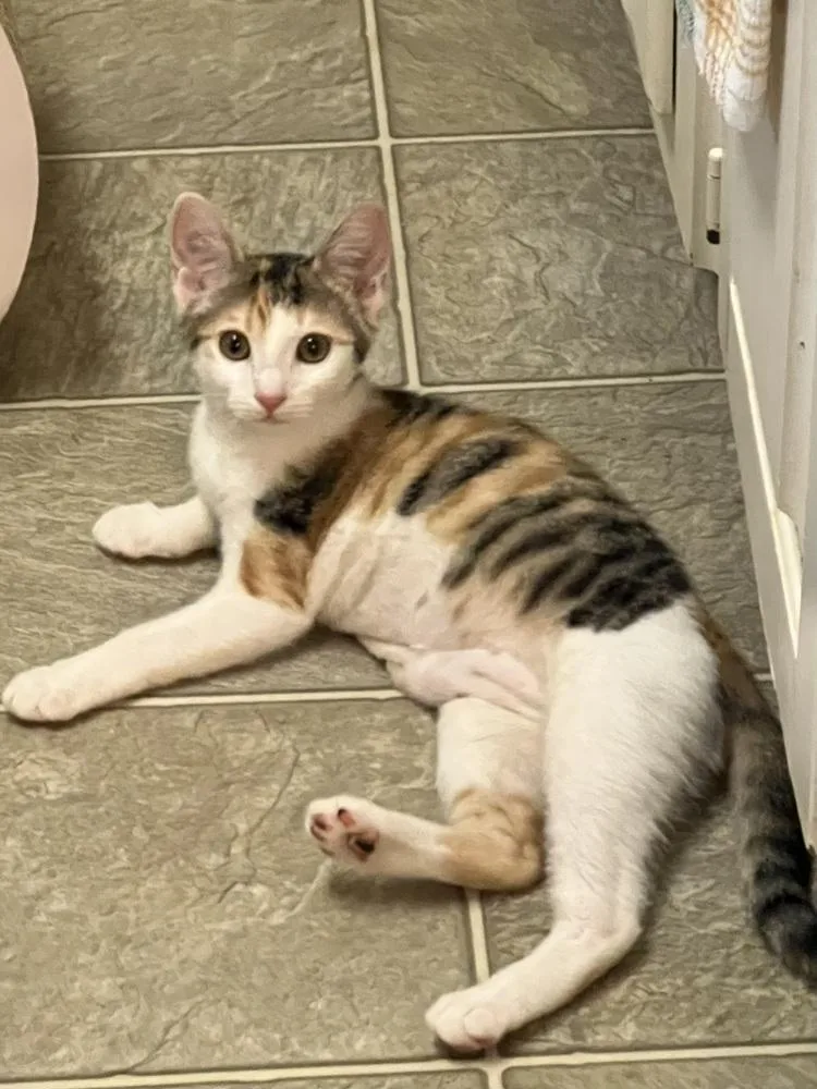 A baby small-sized female Domestic Short Hair cat named Victoria for adoption in Dallas, TX