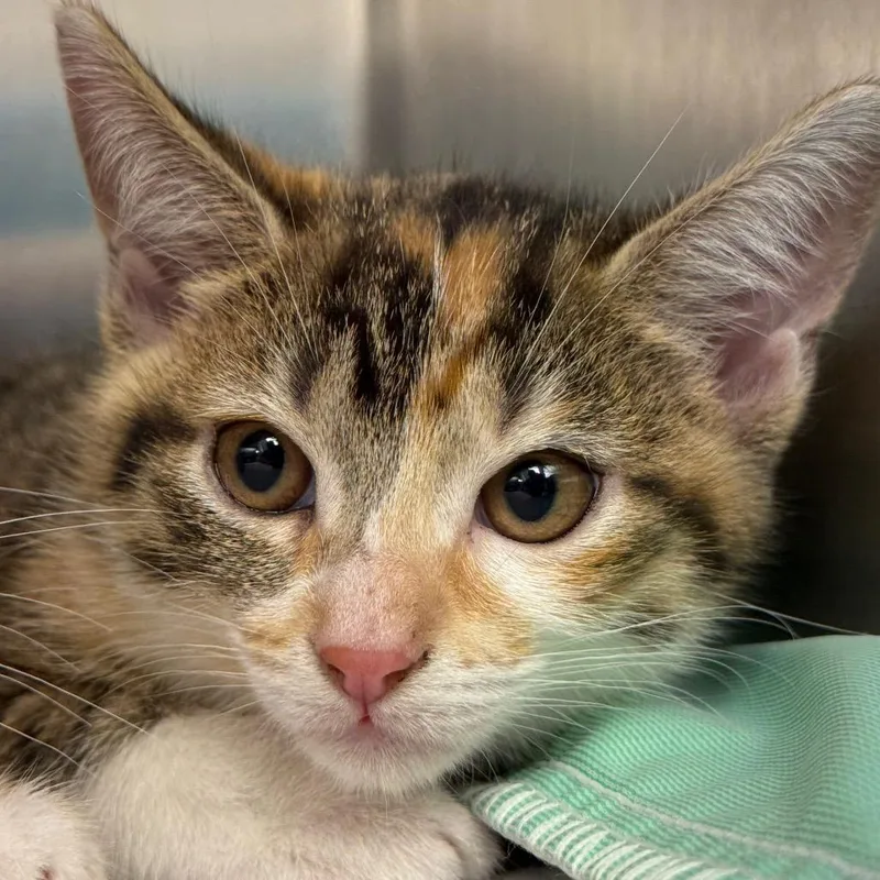 A baby small-sized female Brown / Chocolate Domestic Short Hair cat named Hope for adoption in Perkiomenville, PA