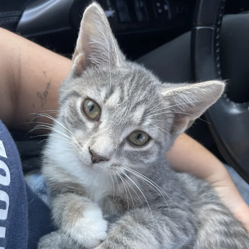 A baby small-sized male Tabby (Gray / Blue / Silver) Domestic Short Hair cat named Carolina Reaper for adoption in Richmond, VA