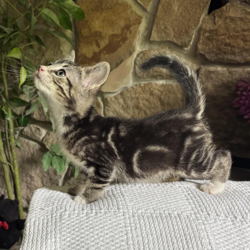 A baby medium-sized female Tabby (Buff / Tan / Fawn) Domestic Short Hair cat named Clarissa for adoption in Ephrata, WA