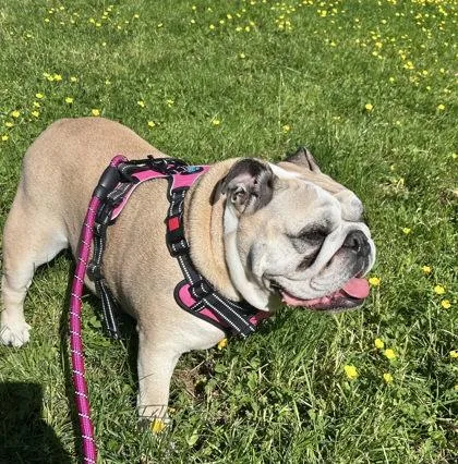 An adult medium-sized female Yellow / Tan / Blond / Fawn English Bulldog dog named Broomhilda for adoption in Bonney Lake, WA