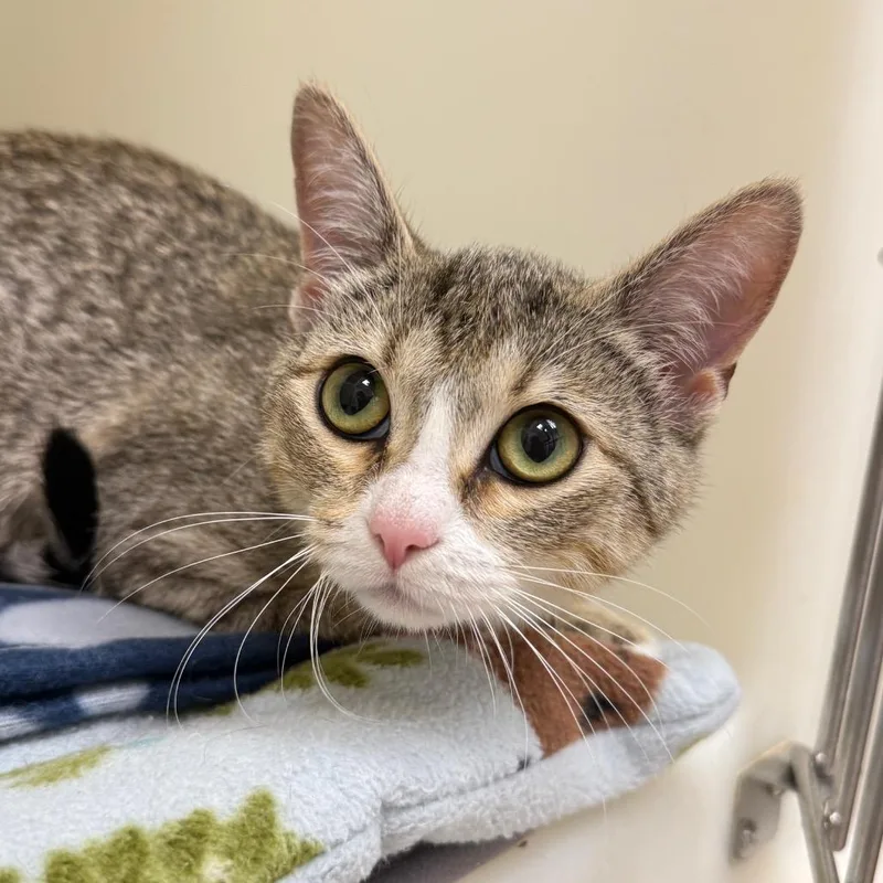 A young medium-sized female Domestic Short Hair cat named Labubu for adoption in Cumming, GA