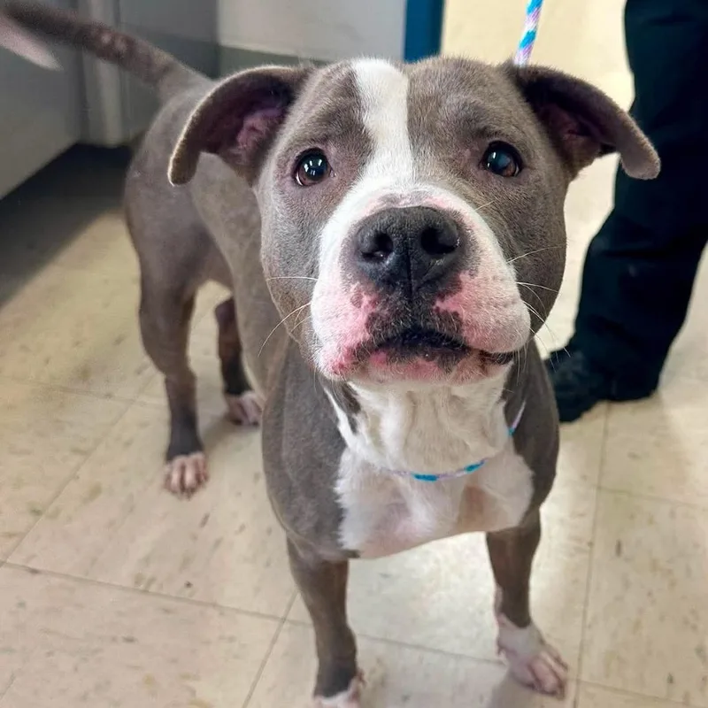 An adult small-sized female Gray / Blue / Silver Pit Bull Terrier dog named Phyllis D for adoption in Princeton, MN