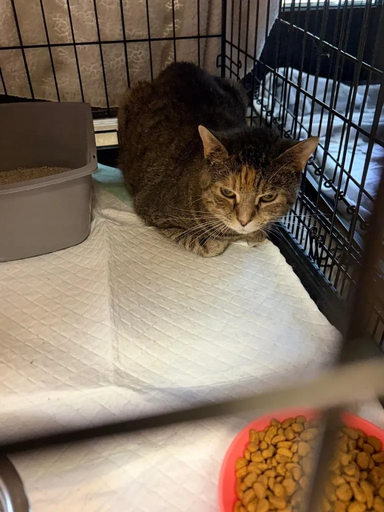 An adult medium-sized female Domestic Short Hair cat named Tabi for adoption in Wintersville, OH
