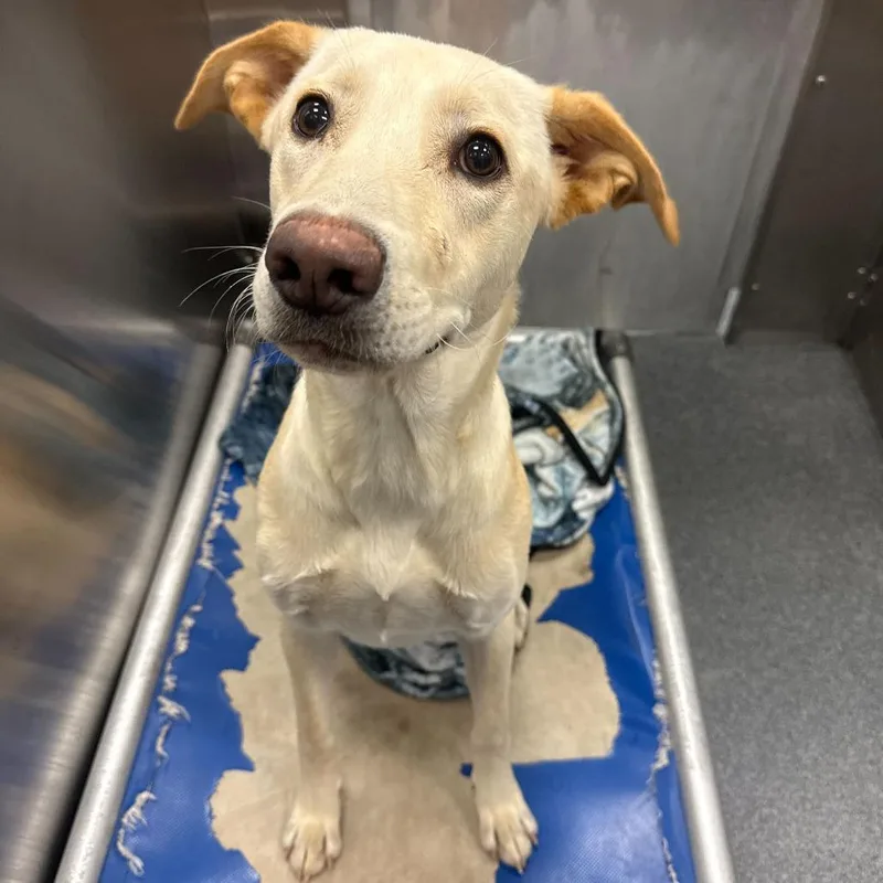 A young medium-sized female White / Cream Labrador Retriever dog named Rose for adoption in Brooklyn, NY