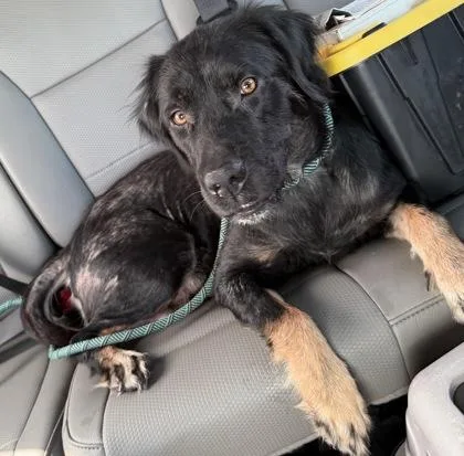 An adult medium-sized female Labrador Retriever dog named Galena for adoption in Inverness, FL