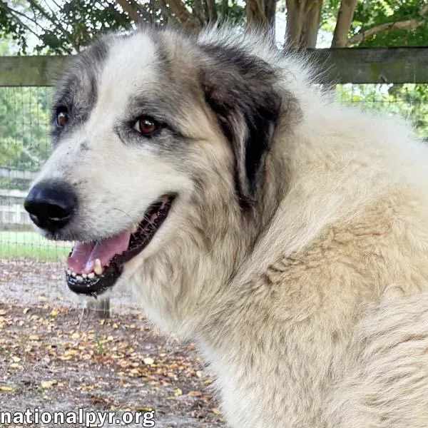 A young large-sized female White / Cream Great Pyrenees dog named Freya in GA for adoption in Beacon, NY