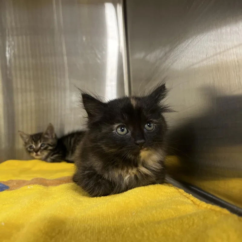 A baby small-sized female Tortoiseshell Domestic Medium Hair cat named Felina for adoption in Harrisville, WV