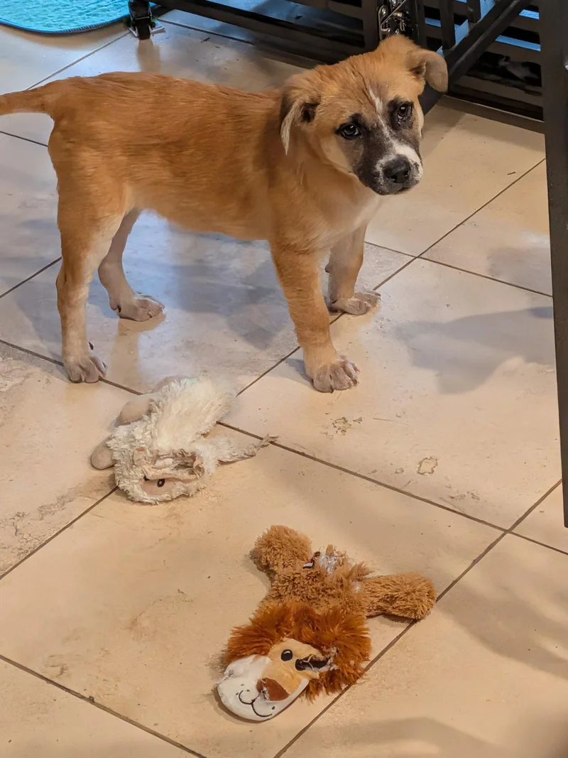 A baby medium-sized male German Shepherd Dog dog named Elvis for adoption in Aurora, CO