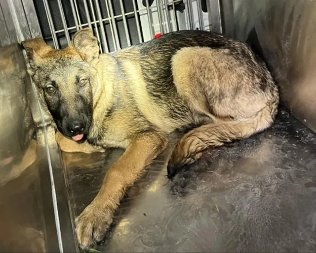 A baby large-sized female Mixed Breed dog named Apple for adoption in Dallas, TX