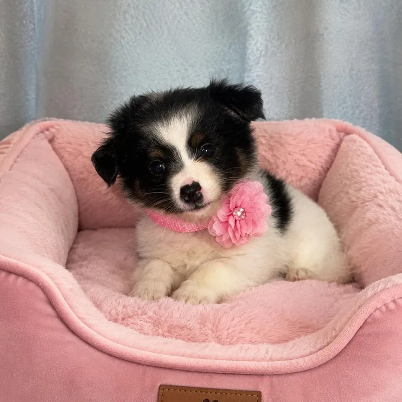 Posie thumbnail 3