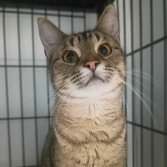 A young medium-sized female Brown / Chocolate Domestic Short Hair cat named Hoppy Poppy for adoption in Davenport, IA