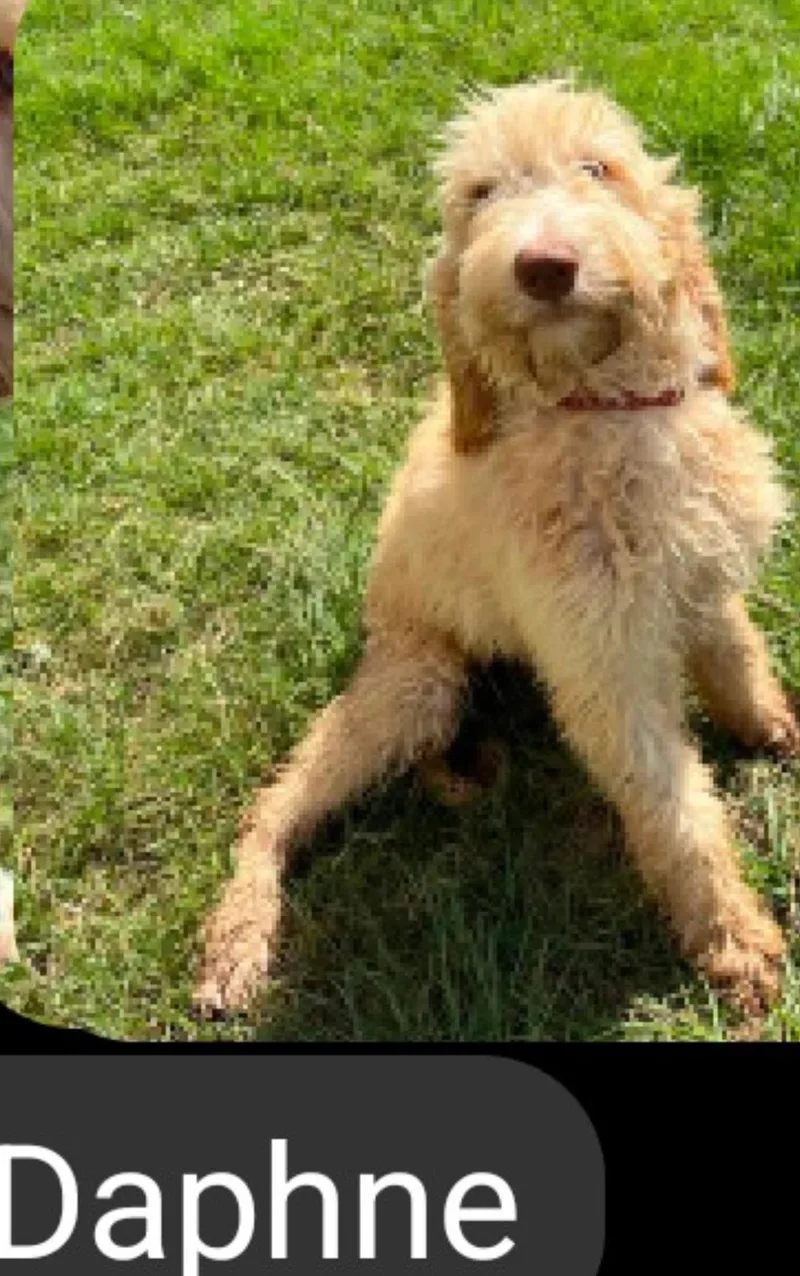 A baby medium-sized female Golden Retriever dog named Daphne KWI in MS for adoption in Warwick, RI