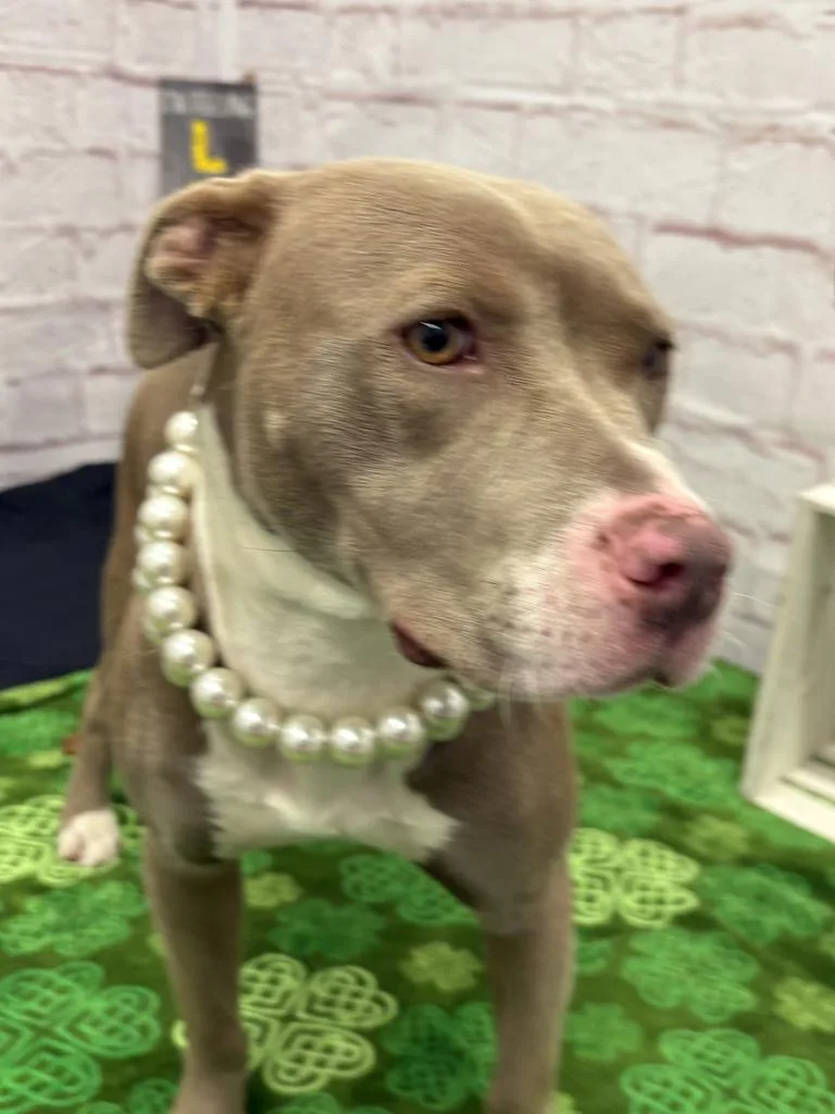 A young medium-sized female Mixed Breed dog named Gold Nugget for adoption in Detroit, MI