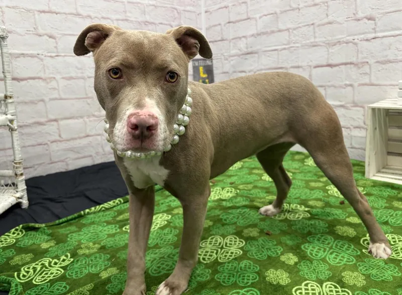 Gold Nugget thumbnail 2