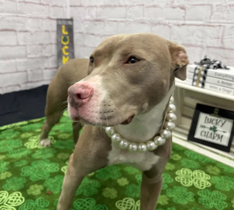 Gold Nugget thumbnail 3