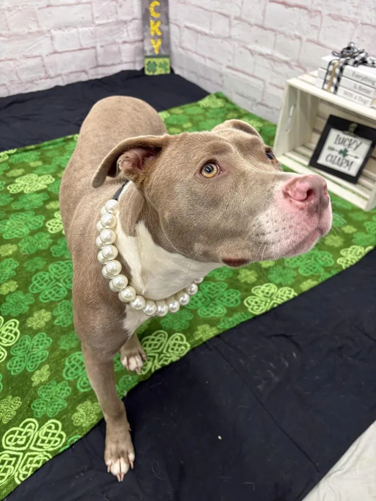 Gold Nugget thumbnail 4