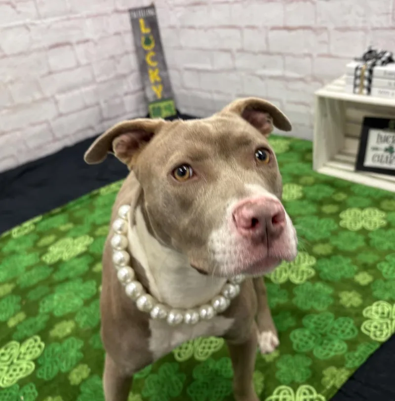 Gold Nugget thumbnail 5