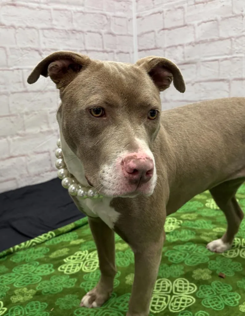 Gold Nugget thumbnail 6