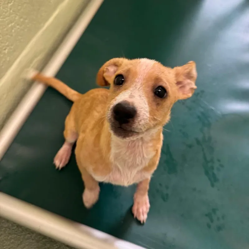 Spongebob thumbnail 2