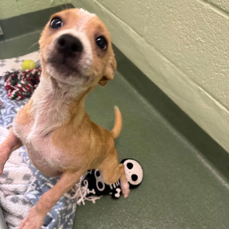 Spongebob thumbnail 3