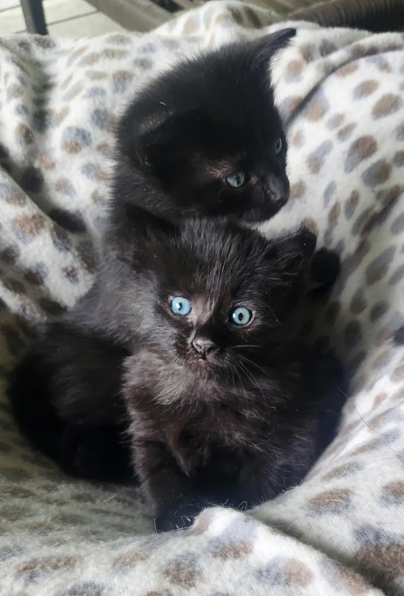A baby medium-sized female Domestic Medium Hair cat named Cinder for adoption in Blairsville, GA