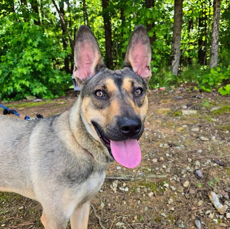 A young large-sized female Mixed Breed dog named Sandy for adoption in Douglasville, GA