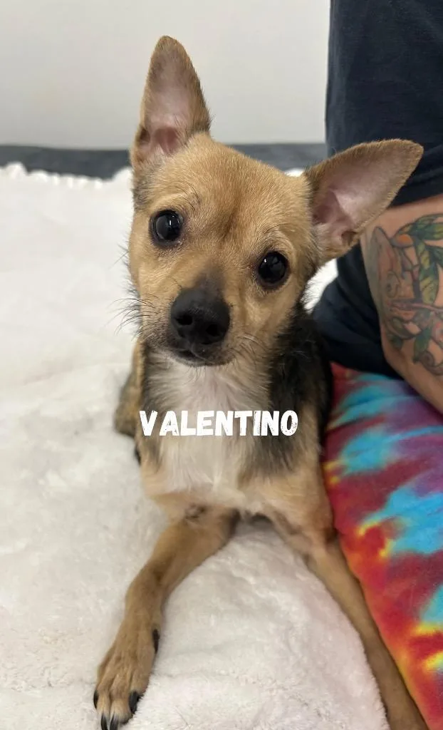 Valentino