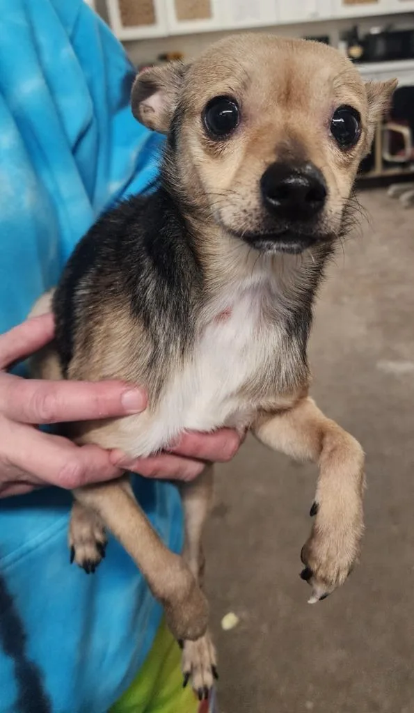 Valentino thumbnail 2