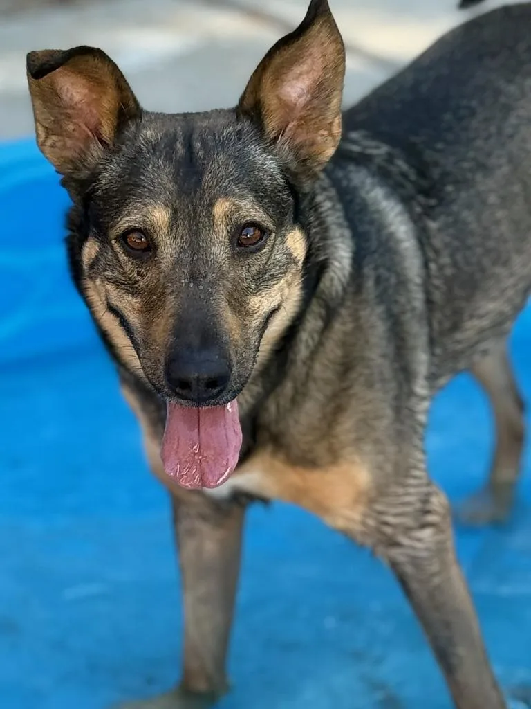 An adult large-sized male Shepherd dog named Arlo for adoption in Tehachapi, CA