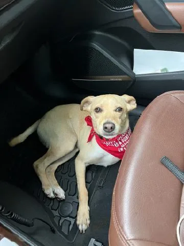 Single Ladies! Meet Dobbie thumbnail 3