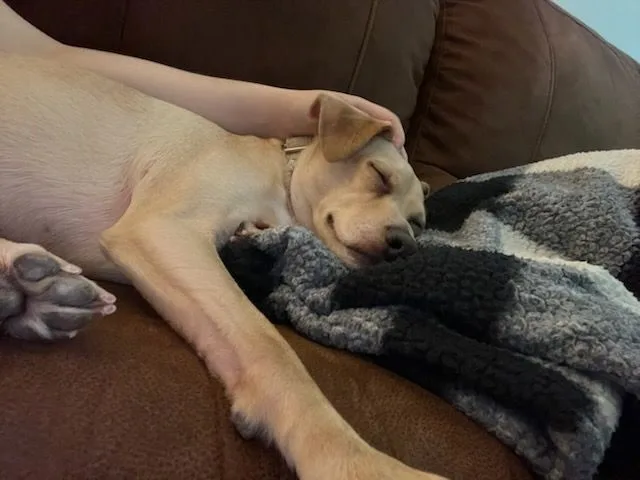 Single Ladies! Meet Dobbie thumbnail 4