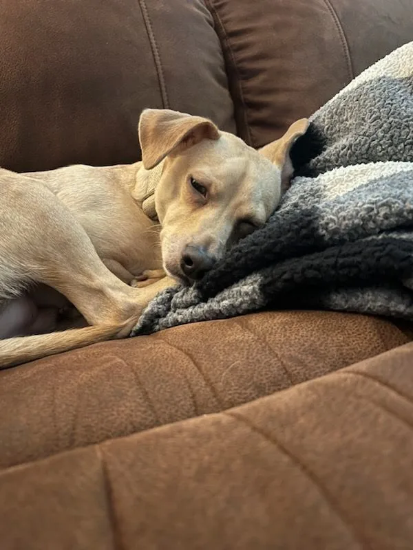 Single Ladies! Meet Dobbie thumbnail 5