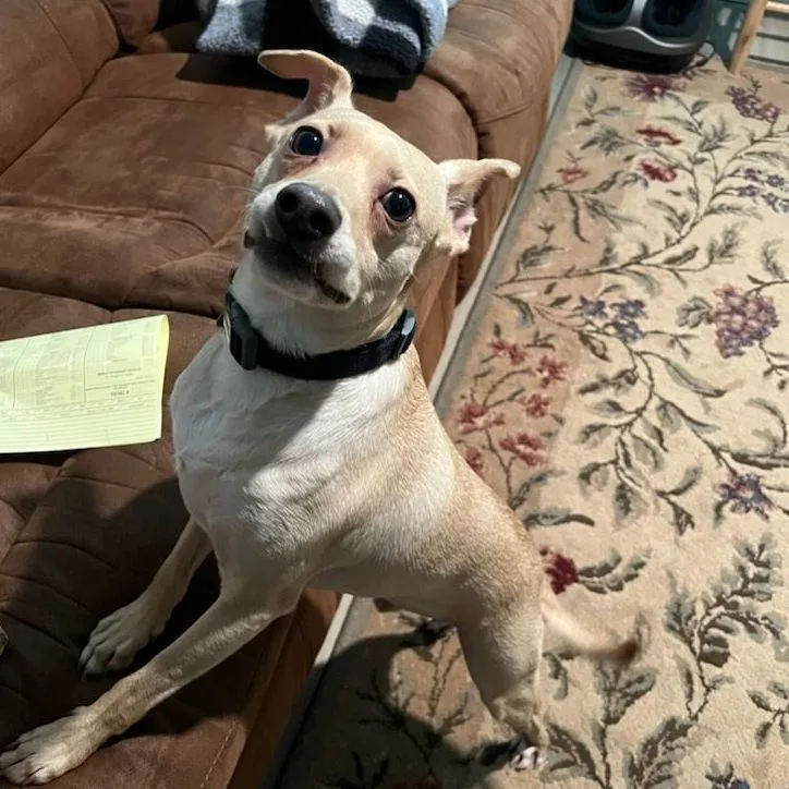 Single Ladies! Meet Dobbie