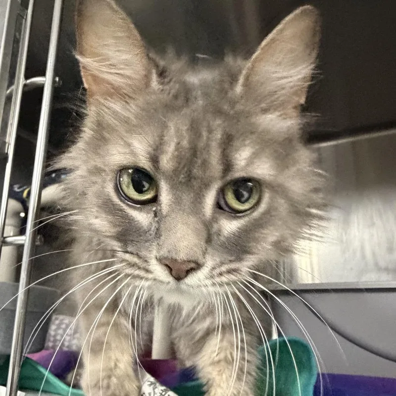 An adult medium-sized female Gray / Blue / Silver Domestic Long Hair cat named Allegra for adoption in Marion, VA